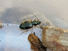 Bembidion subcostatum