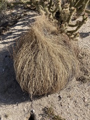 Stillingia linearifolia