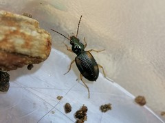 Bembidion subcostatum