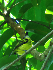 Todirostrum chrysocrotaphum