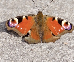 Aglais io