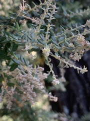 Phylica paniculata