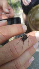 Zachaeus crista