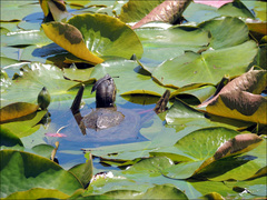 Mauremys reevesii