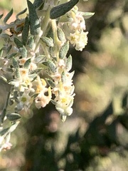 Phylica paniculata