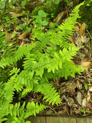 Polystichum subtripteron