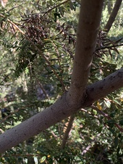 Phylica paniculata
