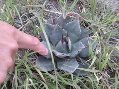 Agave applanata
