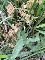 Rumex sagittatus