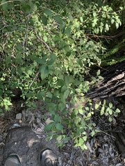 Halleria lucida