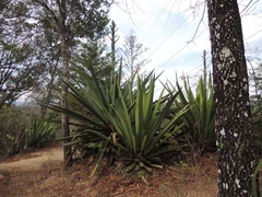 Agave