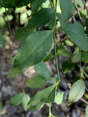 Halleria lucida
