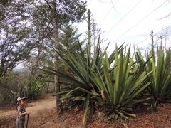 Agave
