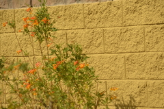 Anisacanthus thurberi