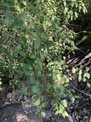 Halleria lucida
