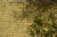 Anisacanthus thurberi