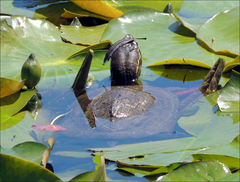 Mauremys reevesii