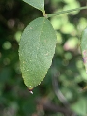 Halleria lucida