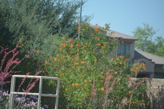 Streptosolen