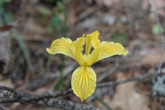 Iris innominata