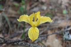 Iris innominata