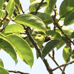 Chloropsis sonnerati