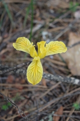 Iris innominata