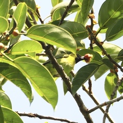 Chloropsis sonnerati