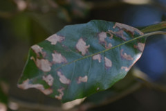 Ectoedemia heringella