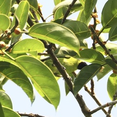 Chloropsis sonnerati