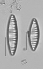 Nitzschia amphibioides
