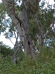 Eucalyptus marginata marginata