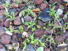 Portulaca pilosa