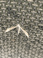 Platyptilia celidotus