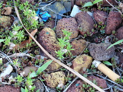 Portulaca pilosa