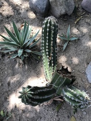 Pachycereus
