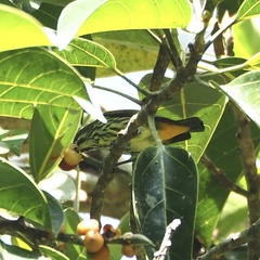 Dicaeum chrysorrheum
