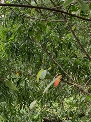 Triadica cochinchinensis