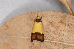 Heteroteucha kershawi