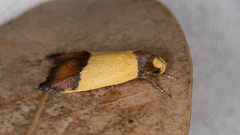 Heteroteucha kershawi