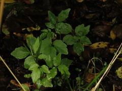 Cardamine ovata