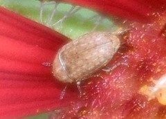 Trigonorhinus