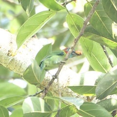 Psilopogon duvaucelii