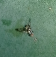 Pseudodyscrasis