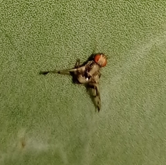 Pseudodyscrasis