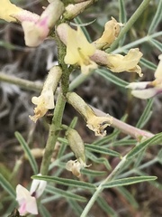Astragalus sclerocarpus