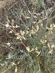 Astragalus sclerocarpus