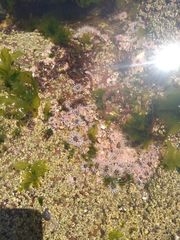 Anthopleura mariscali