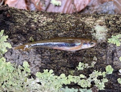 Chrosomus cumberlandensis