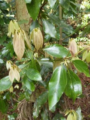 Neolitsea sericea